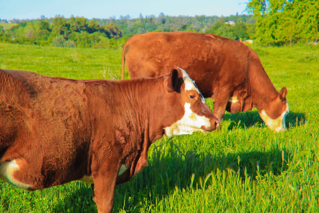 牧草地で放牧される肉牛｜畜産農家の年収のイメージ