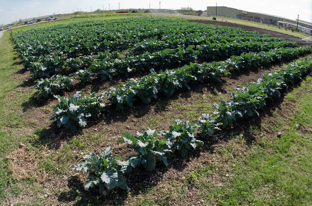 畝に並ぶ野菜畑｜みどりの食料システム戦略・有機農業のイメージ