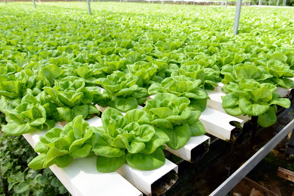 水耕栽培のレタス畑|野菜農家になるためのイメージ